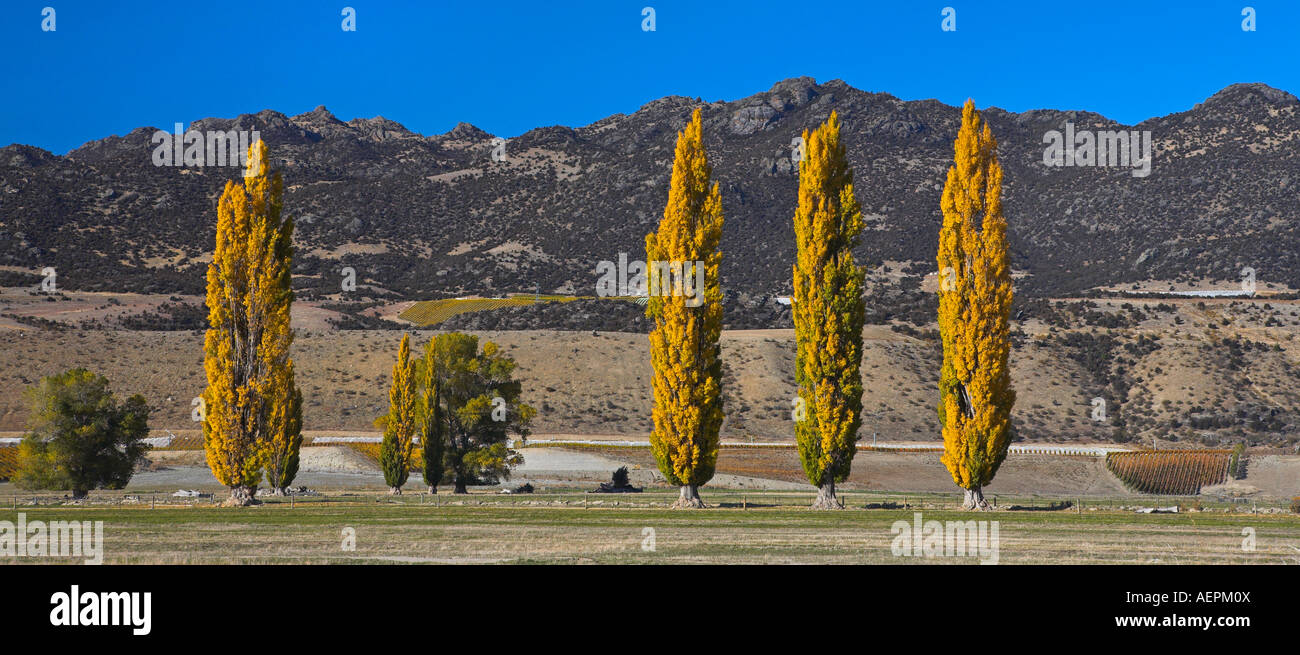 Goldene Pappeln wachsen unter den Weinbergen und trockenen Hügeln, Südinsel, Neuseeland Stockfoto