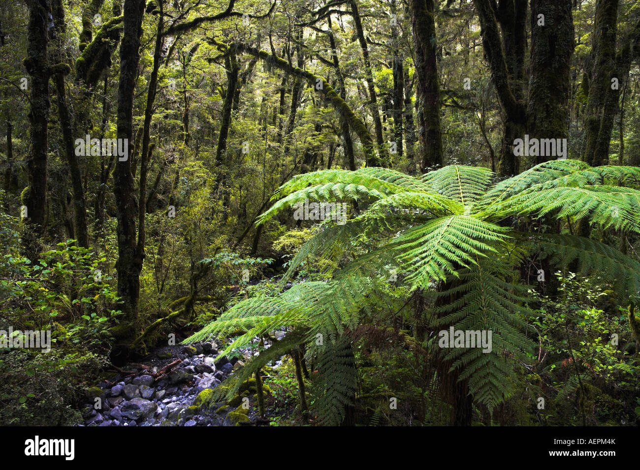 Ponga Farn Bäume wachsen im Fiordland Wald, Milford Sound, Neuseeland Stockfoto