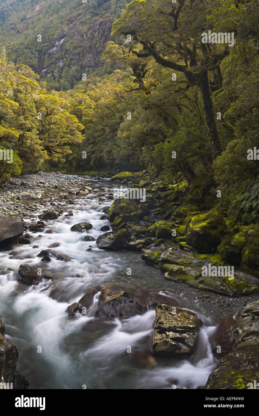 Eine steinige Bach stürzt durch eine dicke bewaldete Schlucht in der Nähe von Milford Sound, Fiordland, Neuseeland Stockfoto