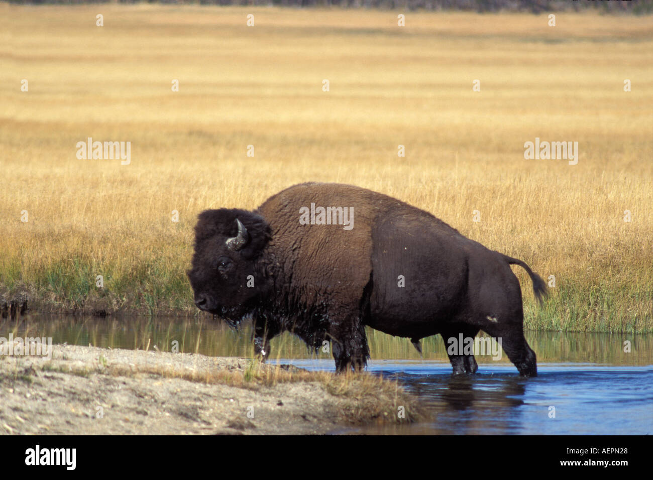 Bison Bison Bison Bulle aus einem Fluss im Yellowstone-Nationalpark Montana Stockfoto