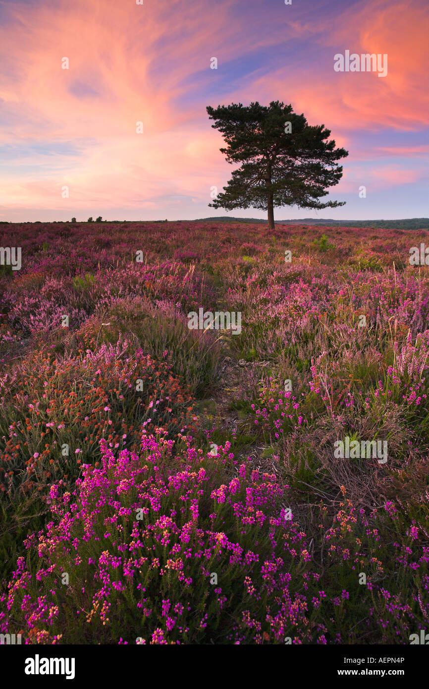 Sommerabend auf der Heide Teppichboden Heidelandschaft des New Forest National Park Stockfoto