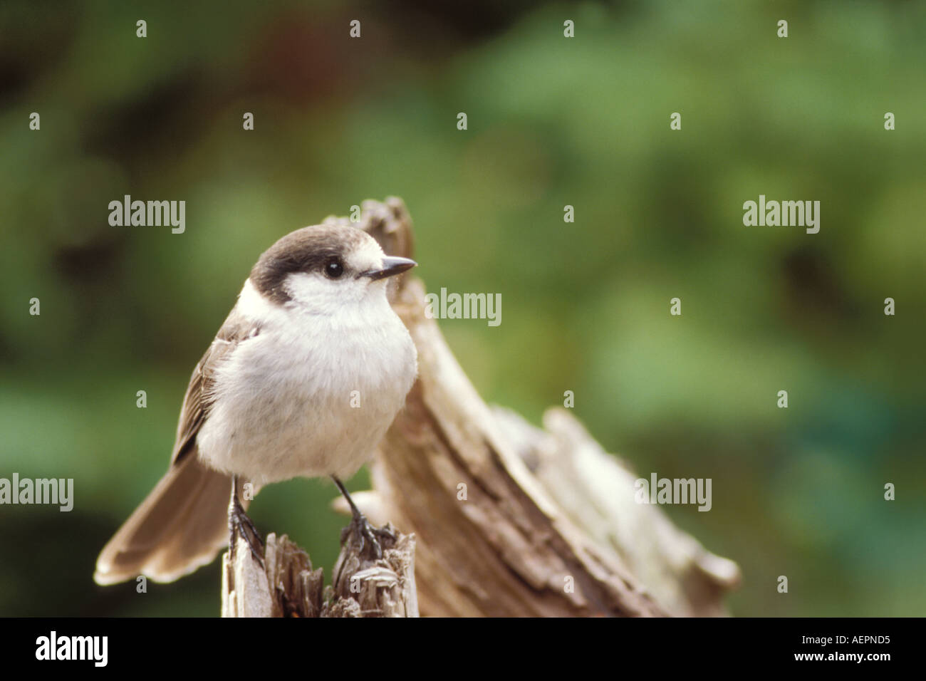 Gray Jay Perisoreus Canadensis sitzt auf einem Baumstumpf in Olympic Nationalpark Olympic Peninsula Washington Stockfoto