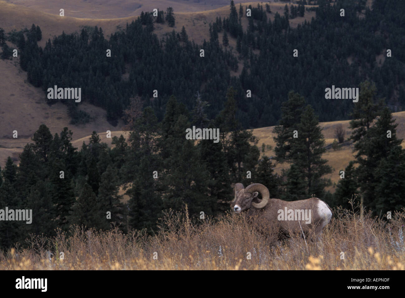 Dickhornschafe Ovis Canadensis ram auf einem Hügel in die National Bison Range Montana Stockfoto