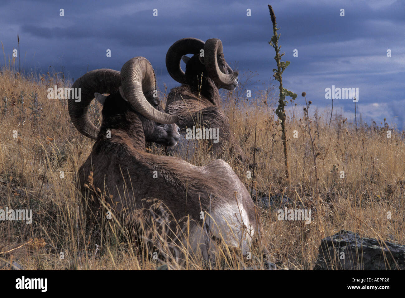 Big Horn Schafe Bergschafe Ovis Canadensis paar Rams sitzen auf einem Hügel in die National Bison Range Montana Stockfoto