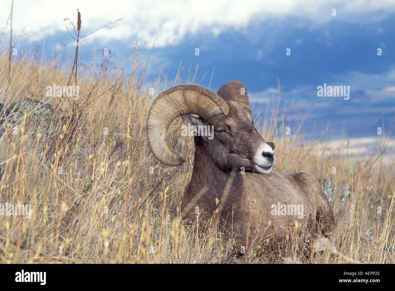 Big Horn Schafe Bergschafe Ovis Canadensis Ram sitzt auf einem Hügel in die National Bison Range Montana Stockfoto