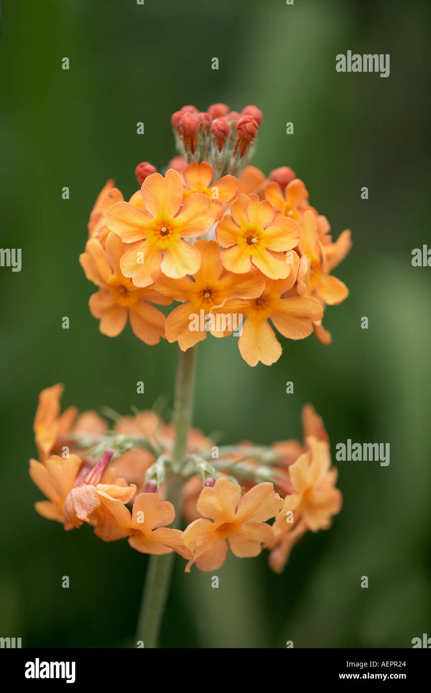 Primula Bulleyana Ceperley Hybrid Kandelaber Primula Stockfoto