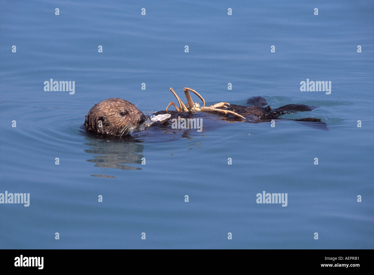 Sea Otter Enhydra Lutris Essen eine Opilo Krabbe Schnee Krabben Chionoecetes in Kenai Fjords National Park Resurrection Bay Alaska Stockfoto