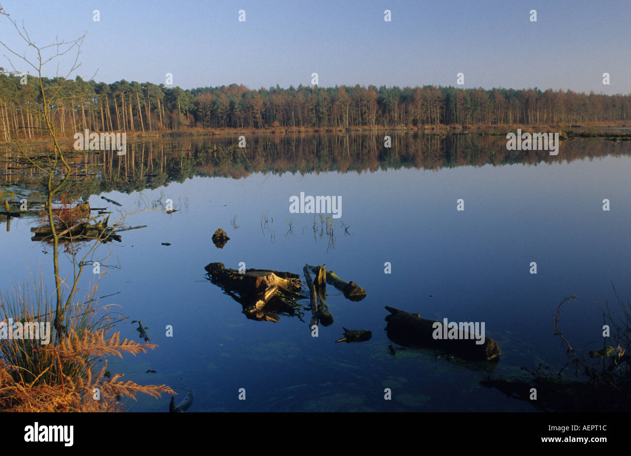 Winter Wald Landschaft Stockfoto