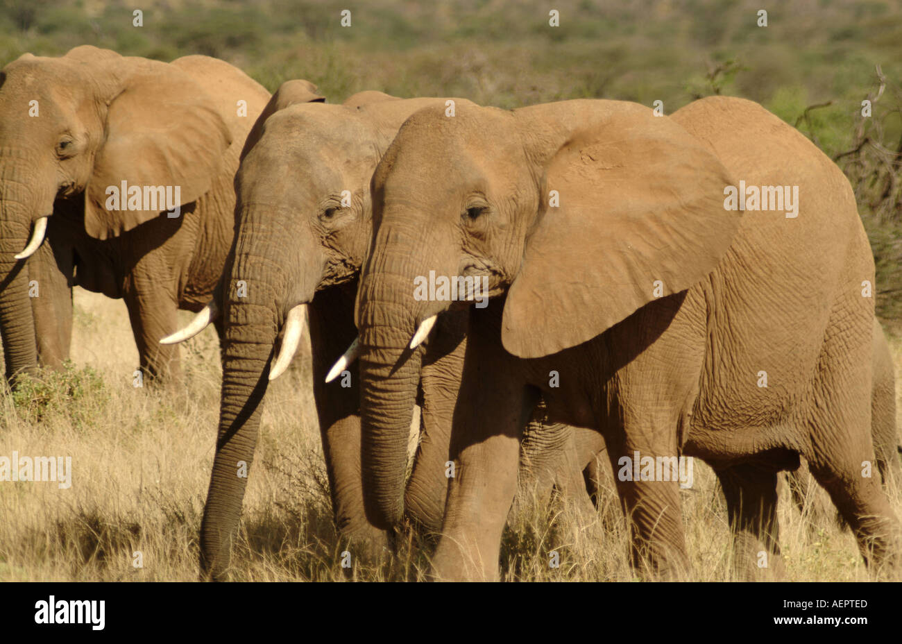 Samburu Nationalpark Elefanten. Kenia, Afrika Stockfoto