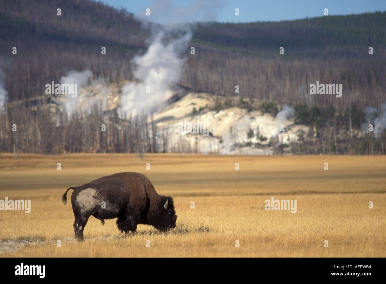 Bison Bison Bison Bulle im Yellowstone-Nationalpark Montana Stockfoto
