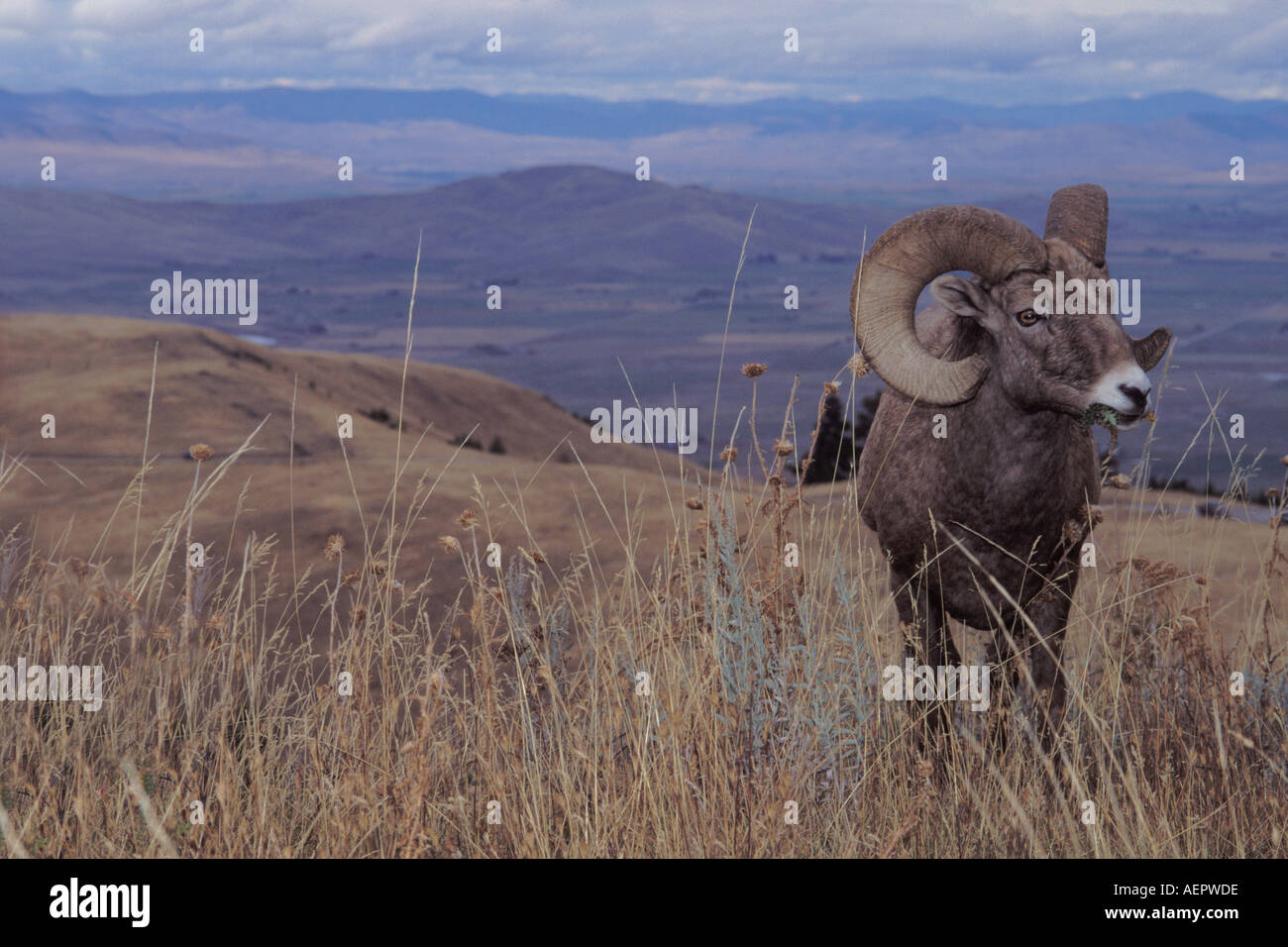 Dickhornschafe Ovis Canadensis Ram in die National Bison Range Montana Stockfoto