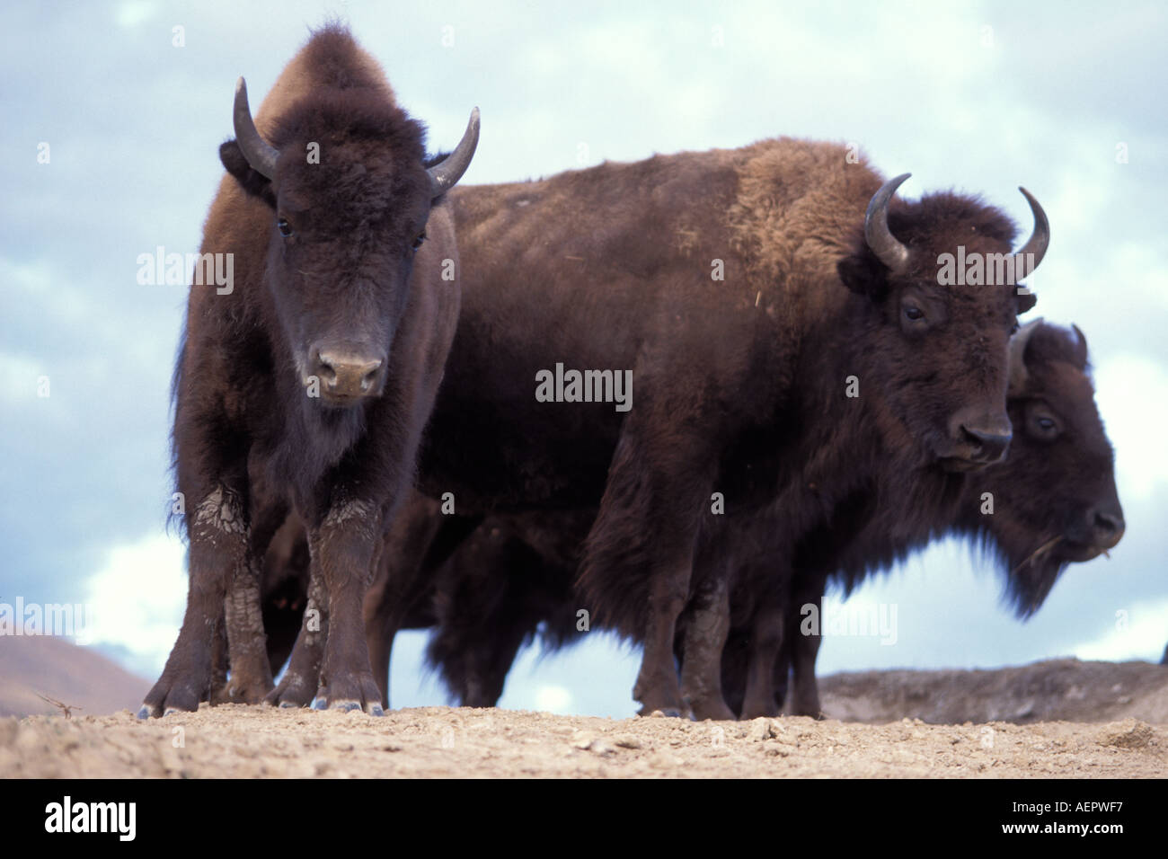 Bison Bison Bison Kühe in die National Bison Wildlife Refuge Montana Stockfoto