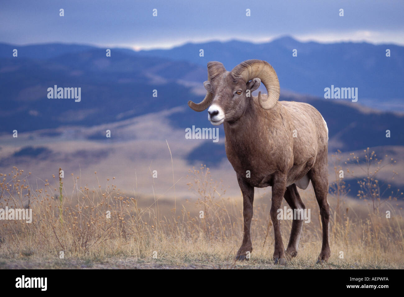 Dickhornschafe Ovis Canadensis ram in die National Bison Range Montana Stockfoto