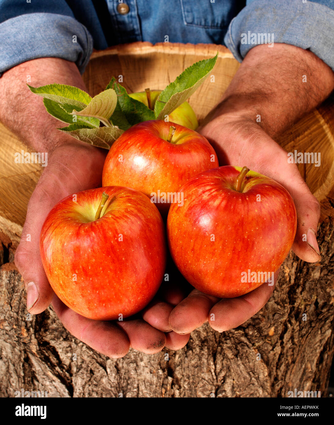 LANDWIRT MANN MIT ROTEN ÄPFELN Stockfoto