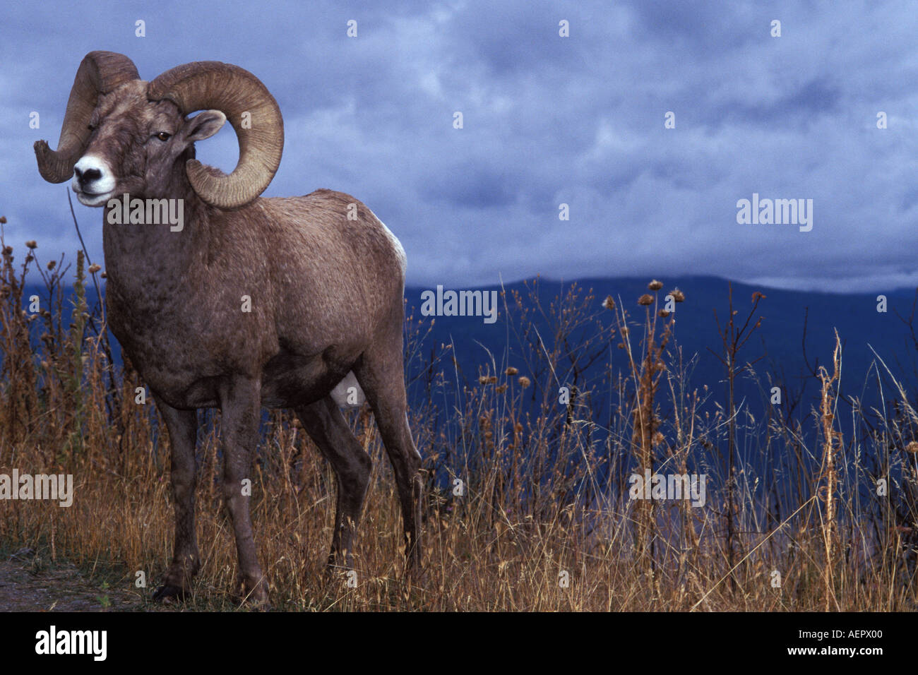 Dickhornschafe Ovis Canadensis ram in die National Bison Range Montana Stockfoto