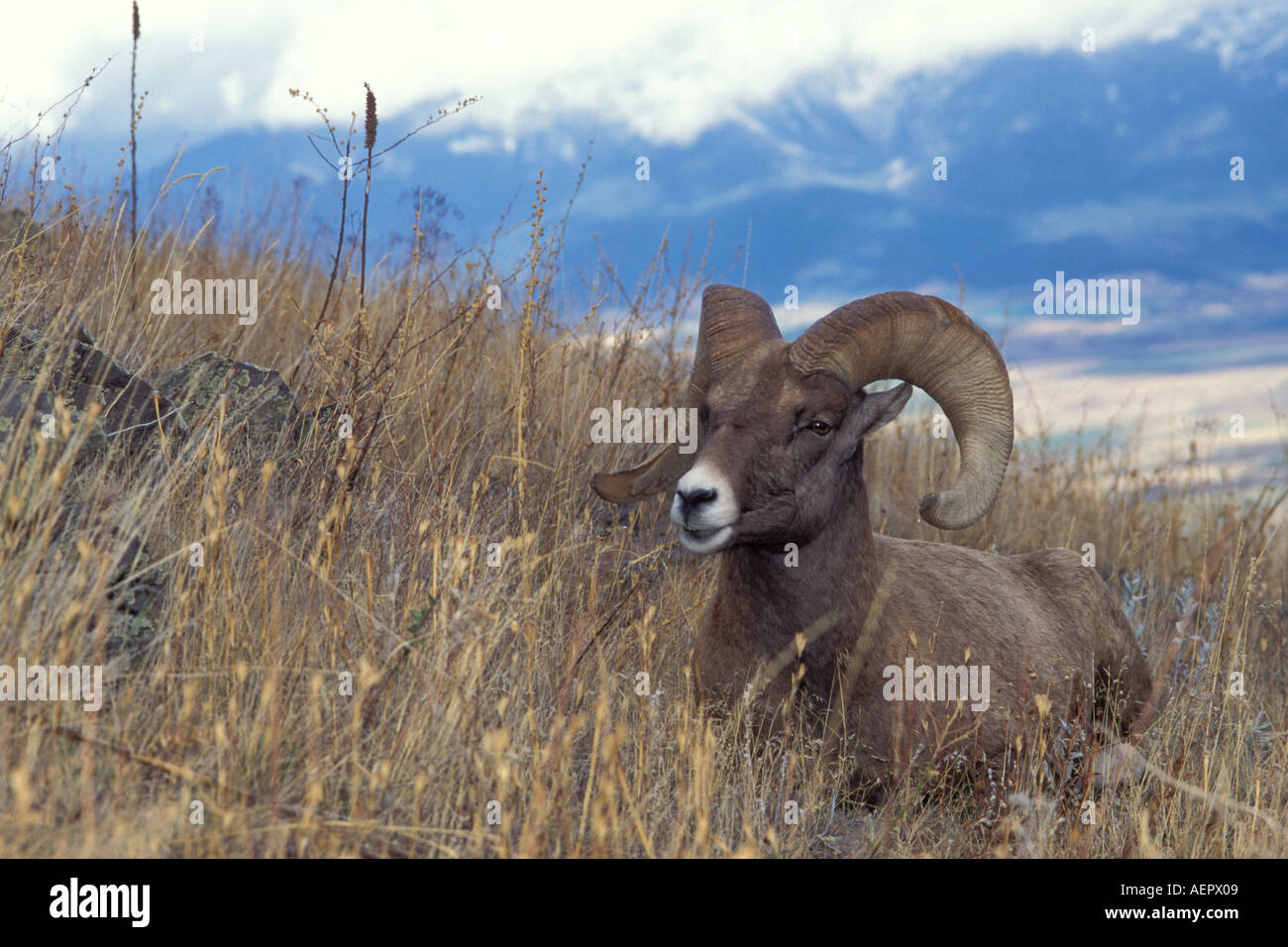Big Horn Schafe Bergschafe Ovis Canadensis Ram ruhen auf einem Hügel in die National Bison Range Montana Stockfoto