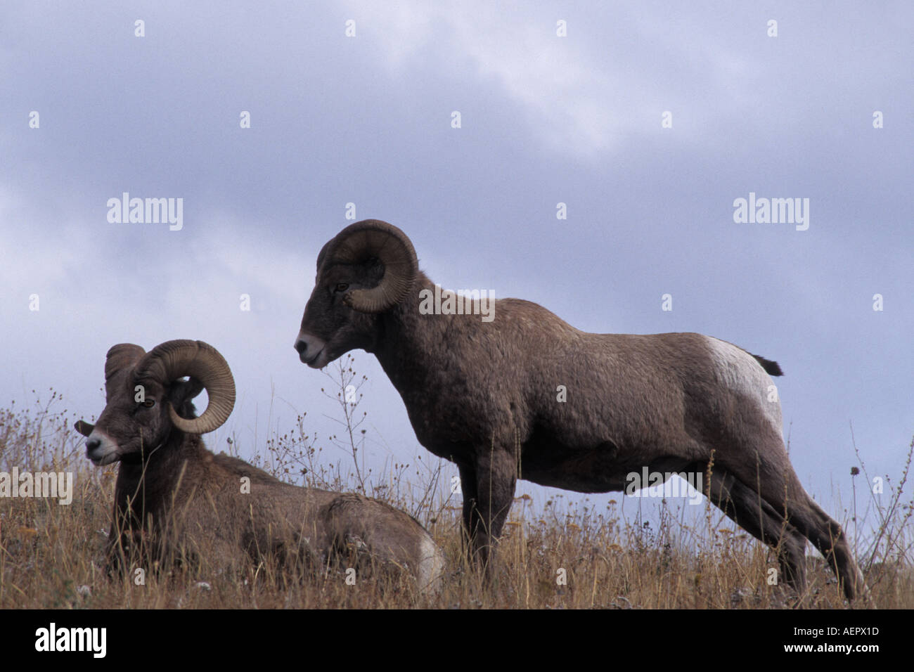 Dickhornschafe Ovis Canadensis paar Rams National Bison Range Montana Stockfoto