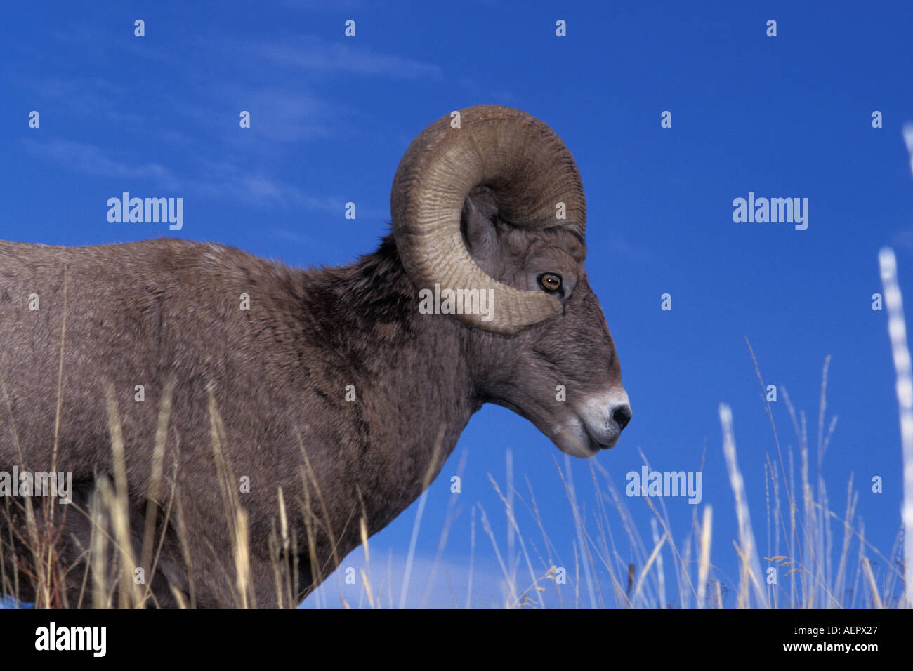 Big Horn Schafe Bergschafe Ovis Canadensis Ram in die National Bison Range Montana Stockfoto