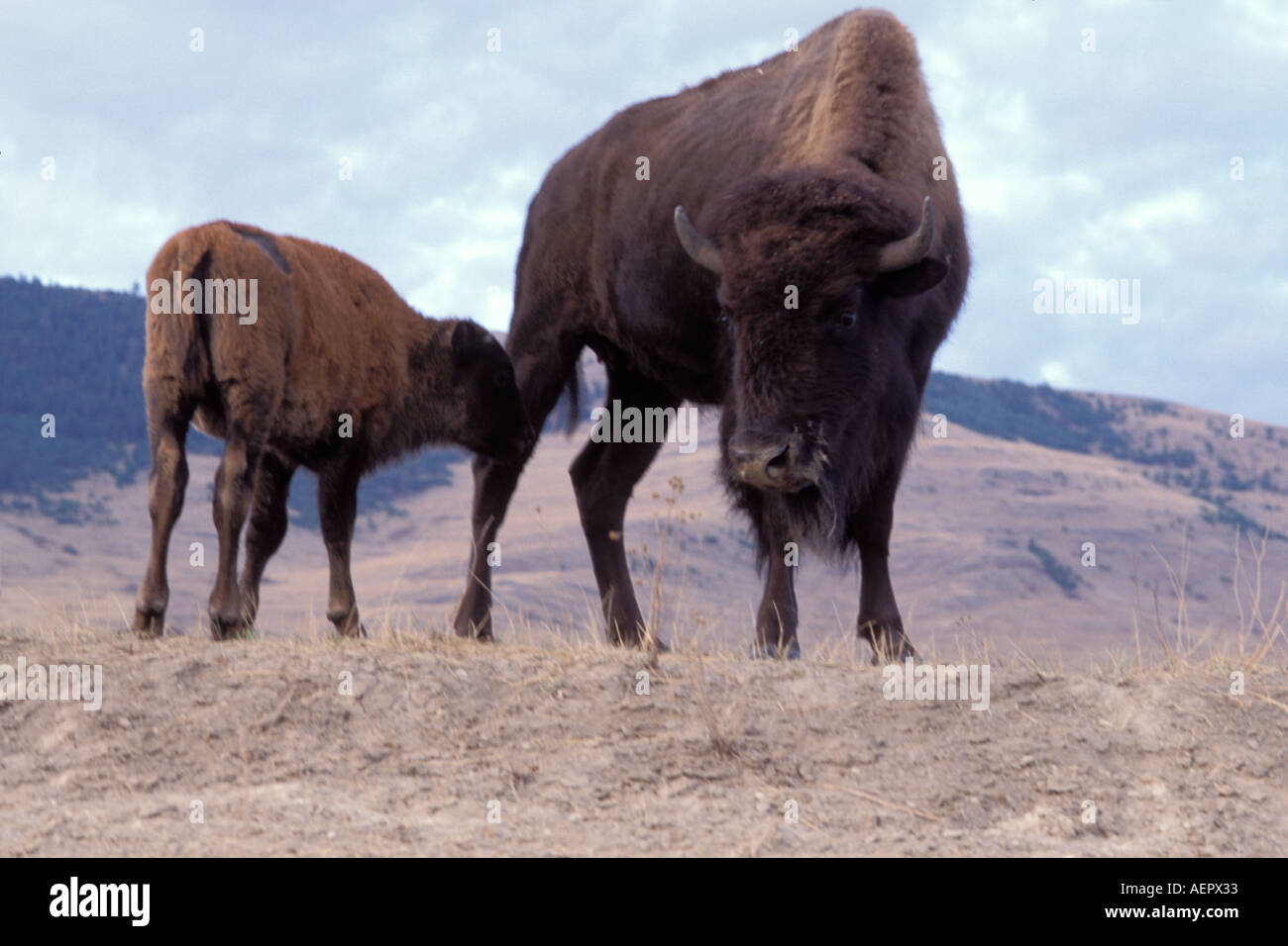 Bison Bison Bison Kuh und Kalb in die National Bison Wildlife Refuge Montana Stockfoto