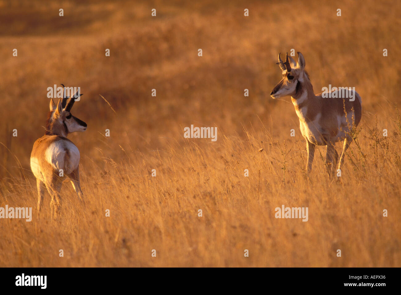 Pronghorn Antilope Antilocopra Americana in National Bison Wildlife Refuge Montana Stockfoto