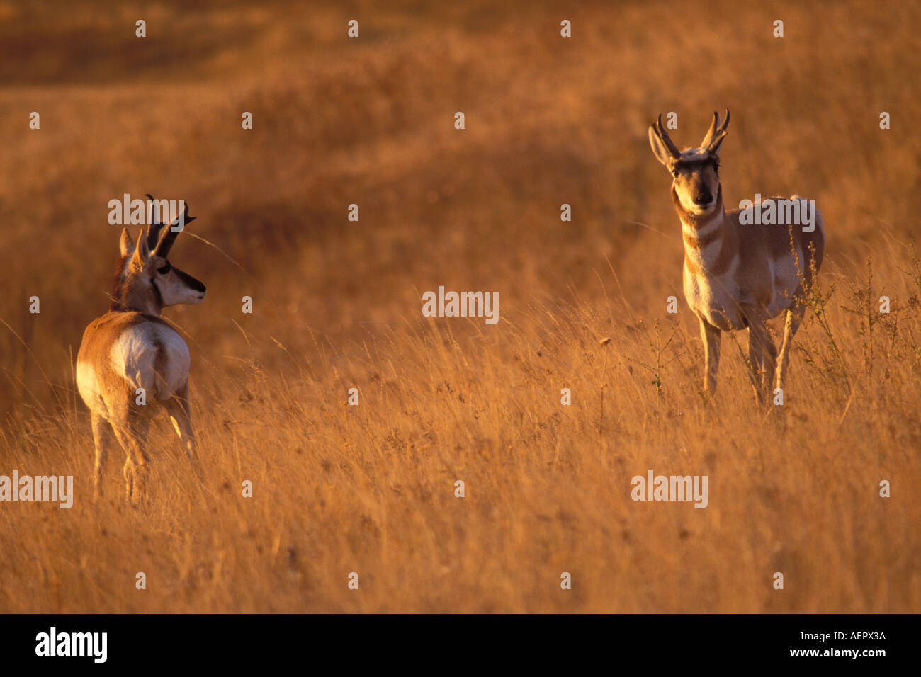 Pronghorn Antilope Antilocopra Americana in National Bison Wildlife Refuge Montana Stockfoto