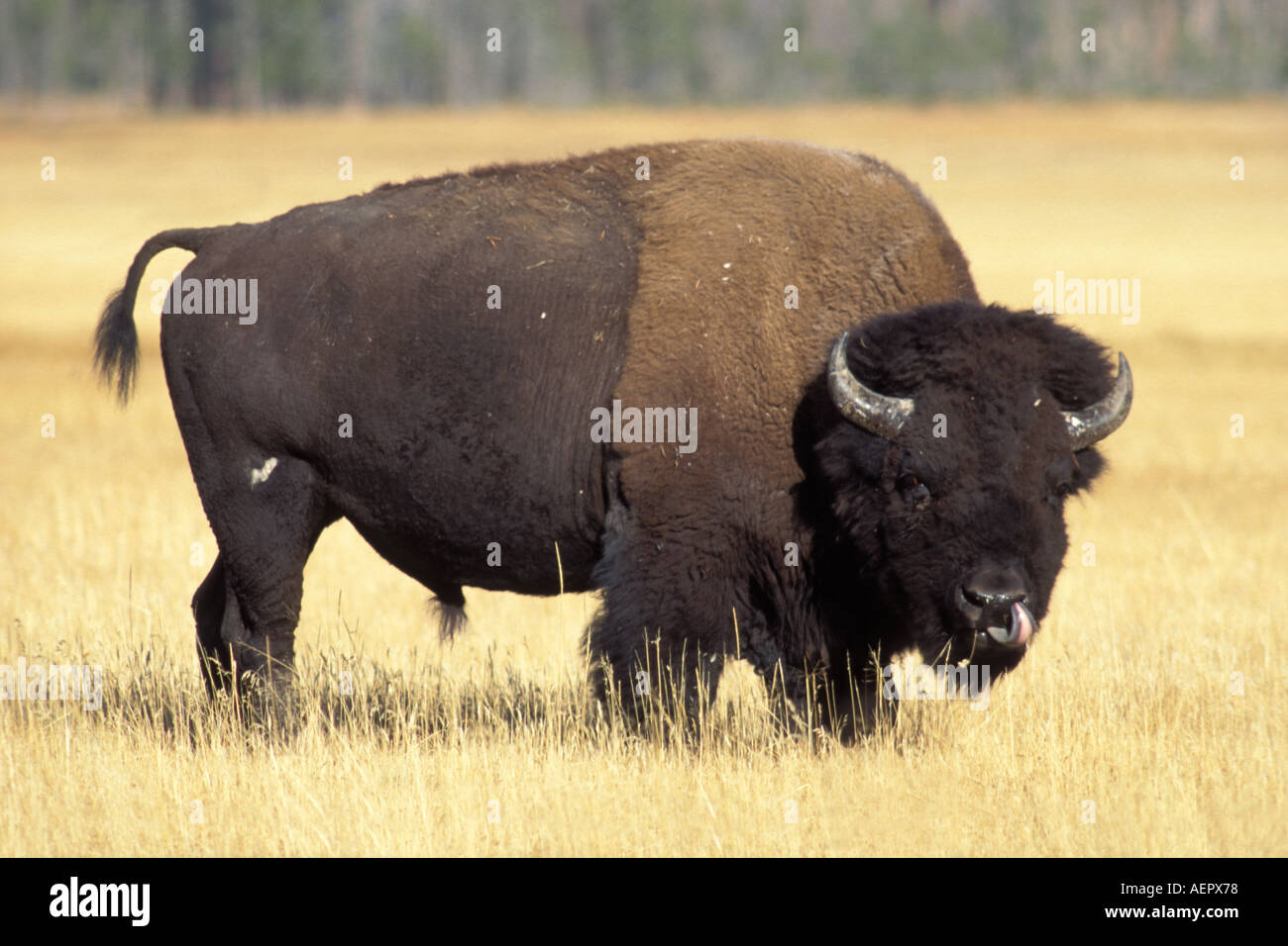 Bison Bison Bison Bulle im Yellowstone-Nationalpark Montana Stockfoto