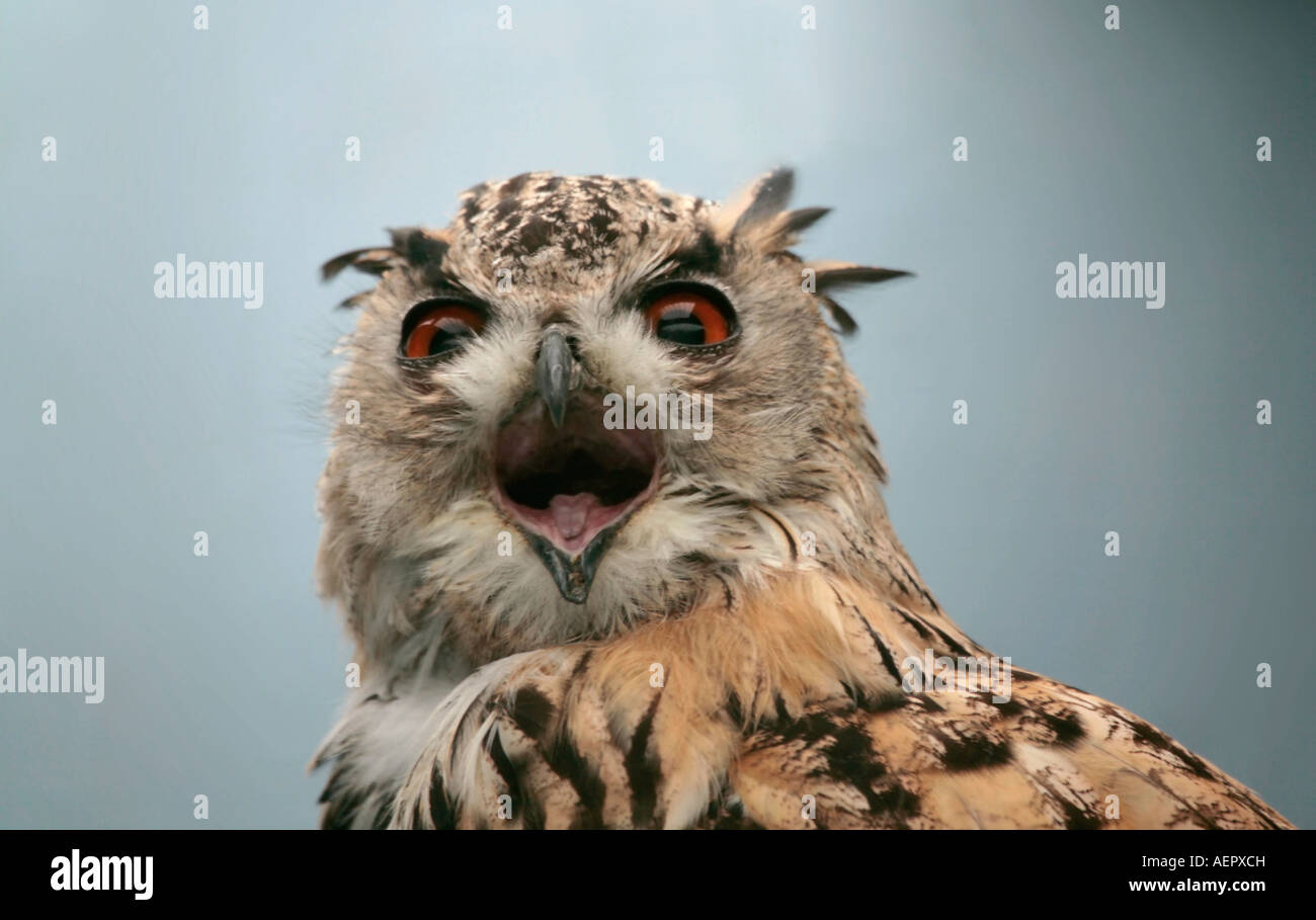 Siberian Eagle Owl (Bubo bubo) macht Augenkontakt und kreischt Stockfoto