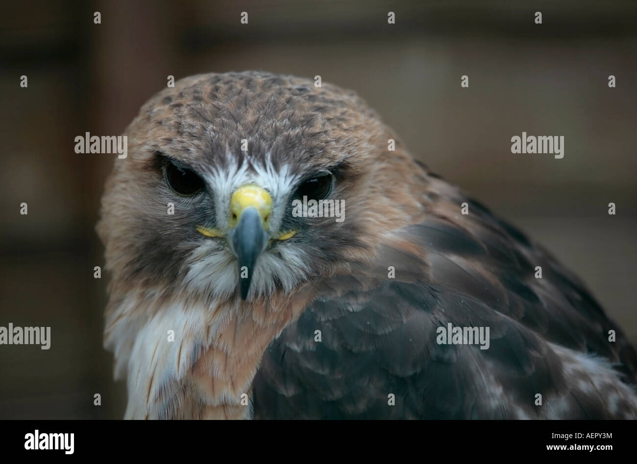 Rotschwanzhake (Buteo jamaicensis) (Captive), der direkt auf die Kamera blickt Stockfoto