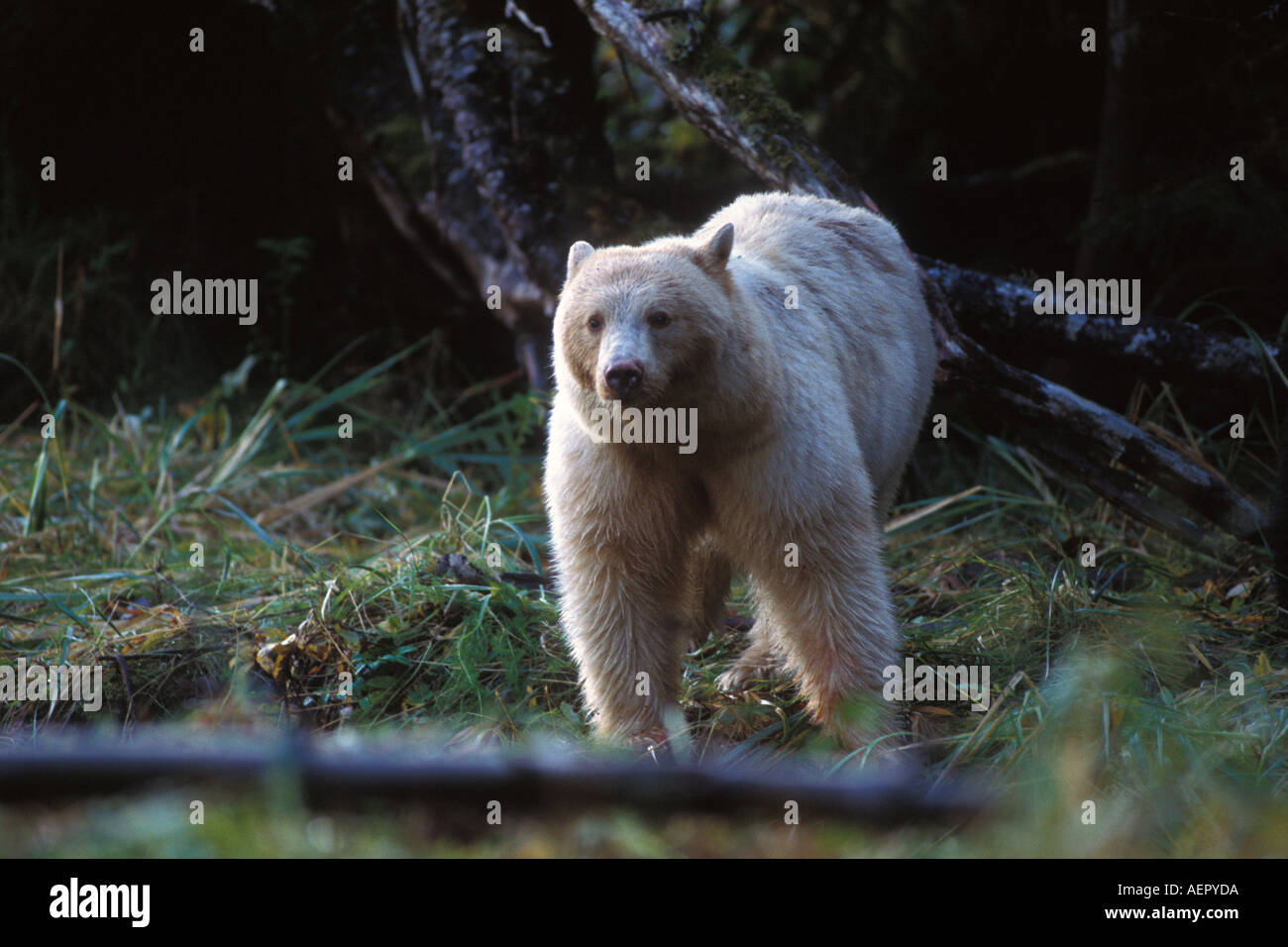 Spirit bear Kermode Schwarzbär, Ursus Americanus in den Regenwald der zentralen Küste British Columbia Kanada säen Stockfoto