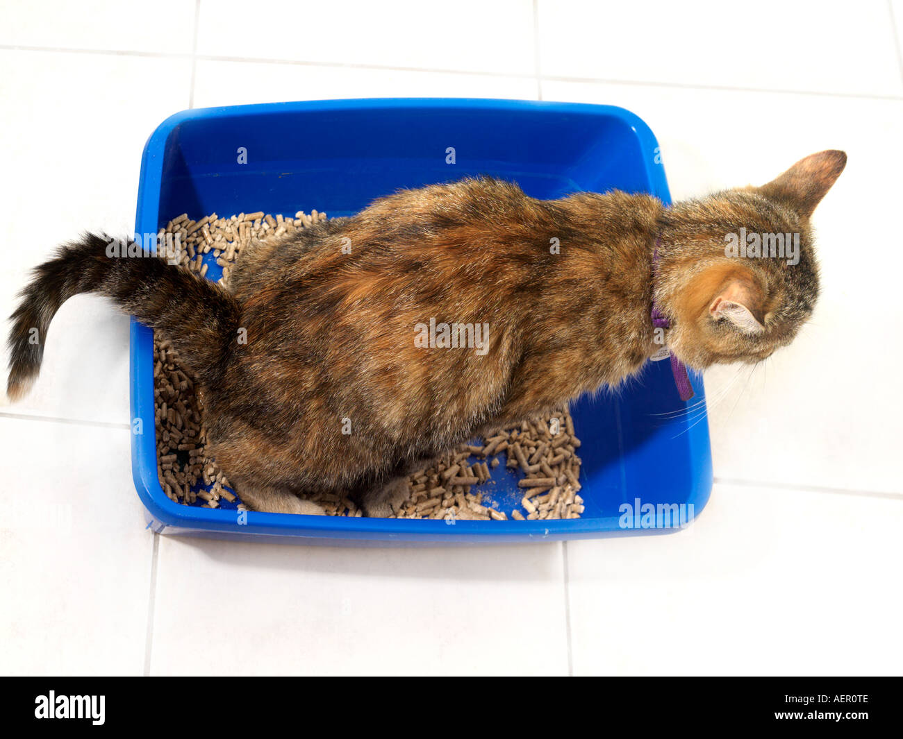 Katze mit Katzenklo Stockfoto