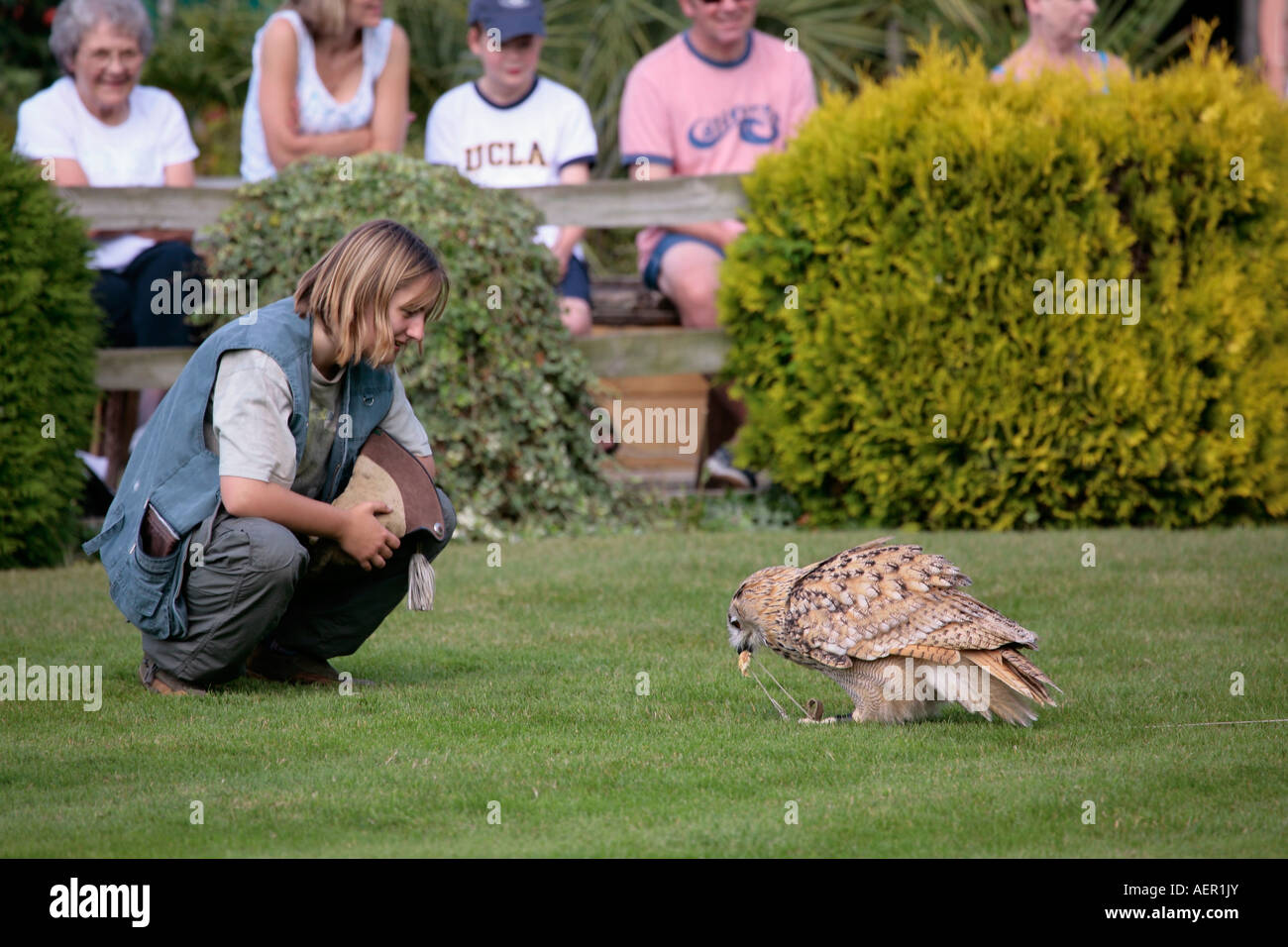 Turkmenische Adlereule (Bubo bubo) erhält seine Belohnung, nachdem sie an der Falknerei-Ausstellung im Huxley Bird of Prey Center, Horsham, West Sussex, geflogen ist Stockfoto