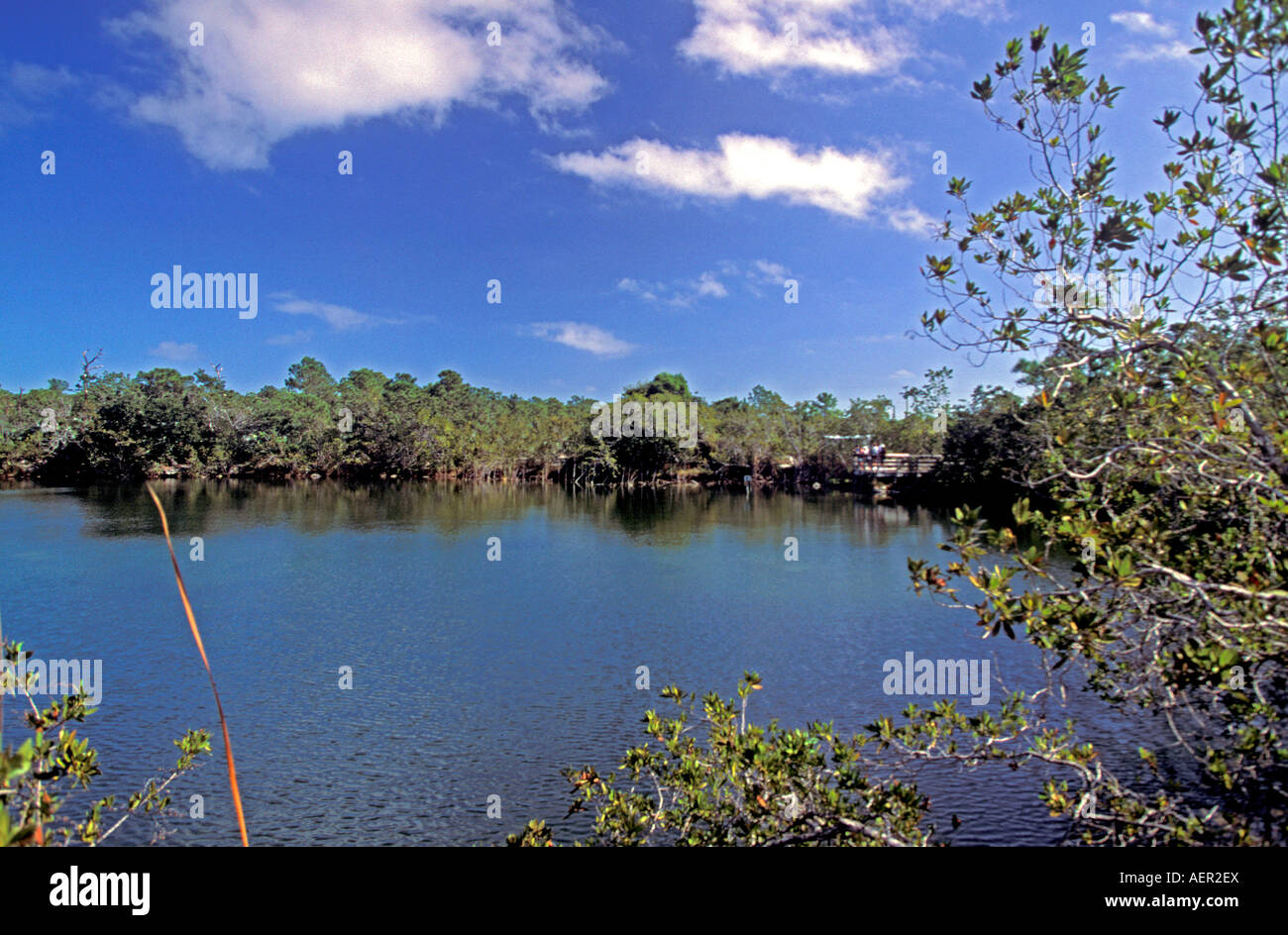 Schlüssel Hirsch National Wildlife Refuge Blue Hole Steinbruch big Pine key florida Stockfoto