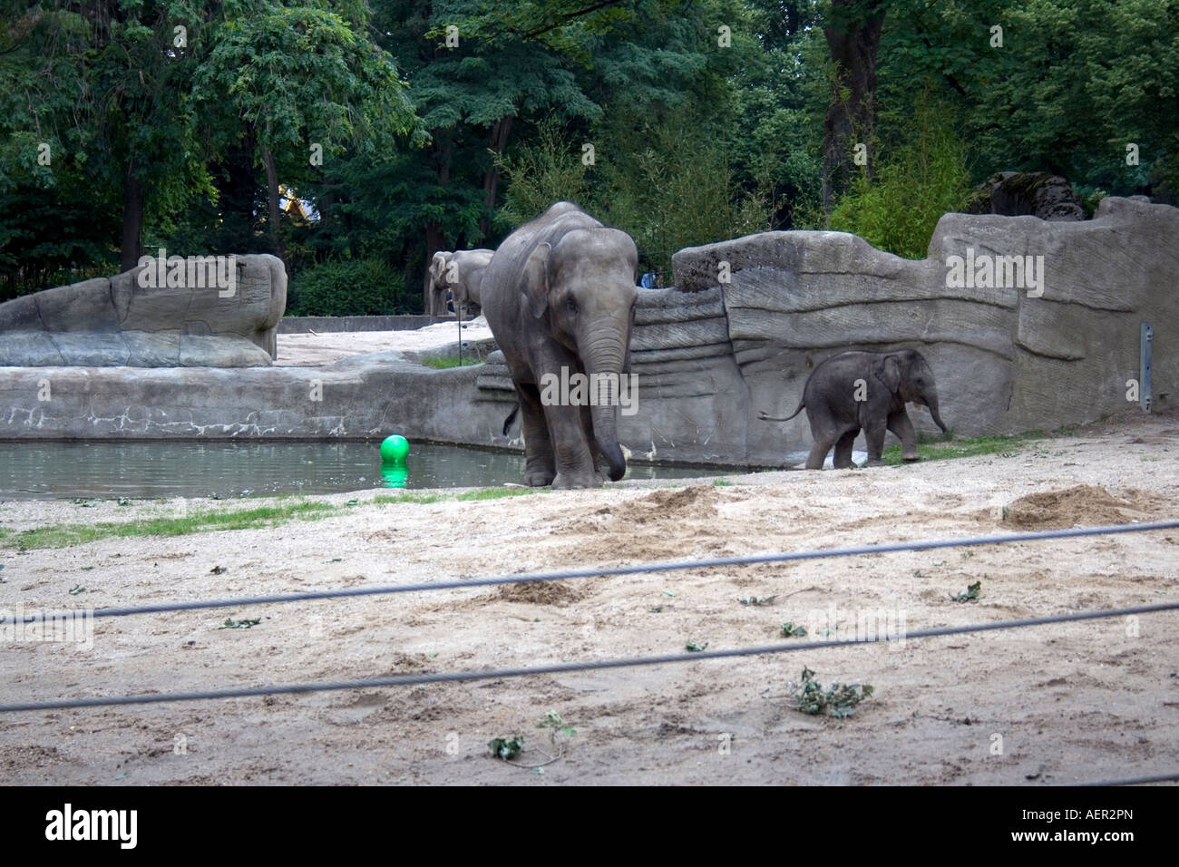 Elefanten im zoo Stockfoto