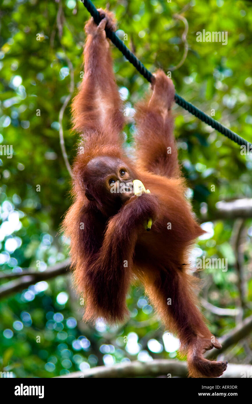 Orang-Utans in freier Wildbahn im Semenggoh Wildlife Rehabilitation Centre, Kuching, Sarawak, Borneo, Malaysia Stockfoto