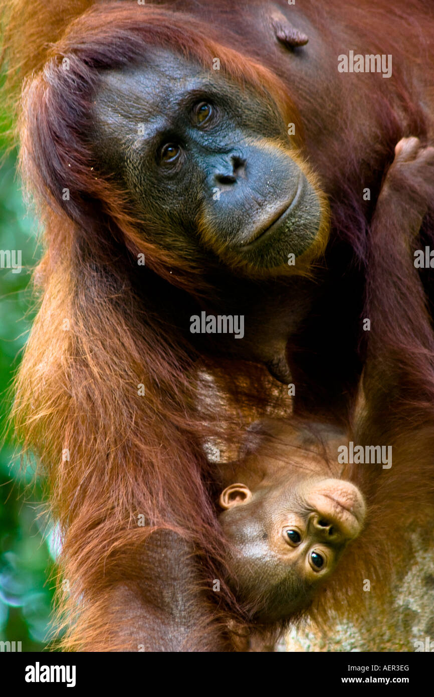 Orang Utan Mutter und Baby in freier Wildbahn im Semenggoh Wildlife Rehabilitation Centre, Kuching, Sarawak, Borneo, Malaysia Stockfoto