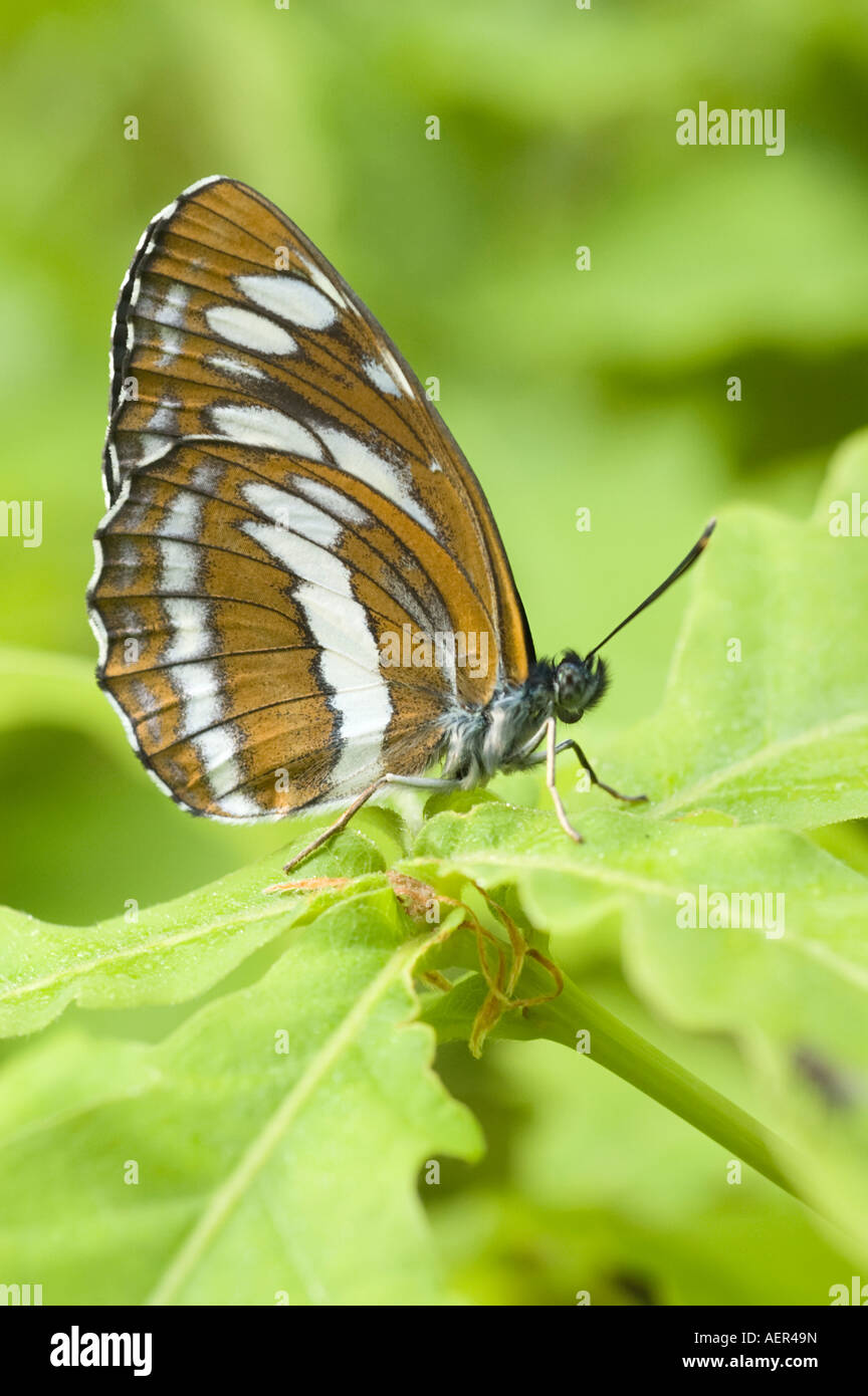 Neptis philyroides Stockfoto