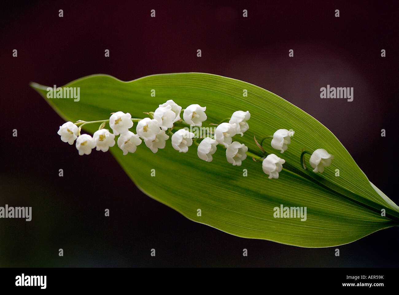 Einen einzigen Stamm von Lily Of The Valley - Convallariaarten Majalis zeigen die zarte kleine weiße duftende Frühlingsblumen Stockfoto