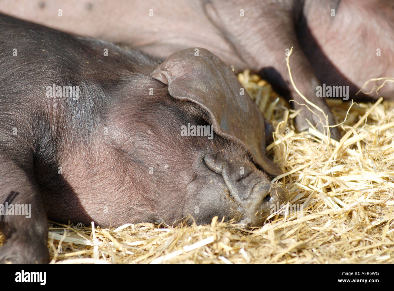 Norfolk schwarze Schweine schlafen im Sonnenschein UK Stockfoto