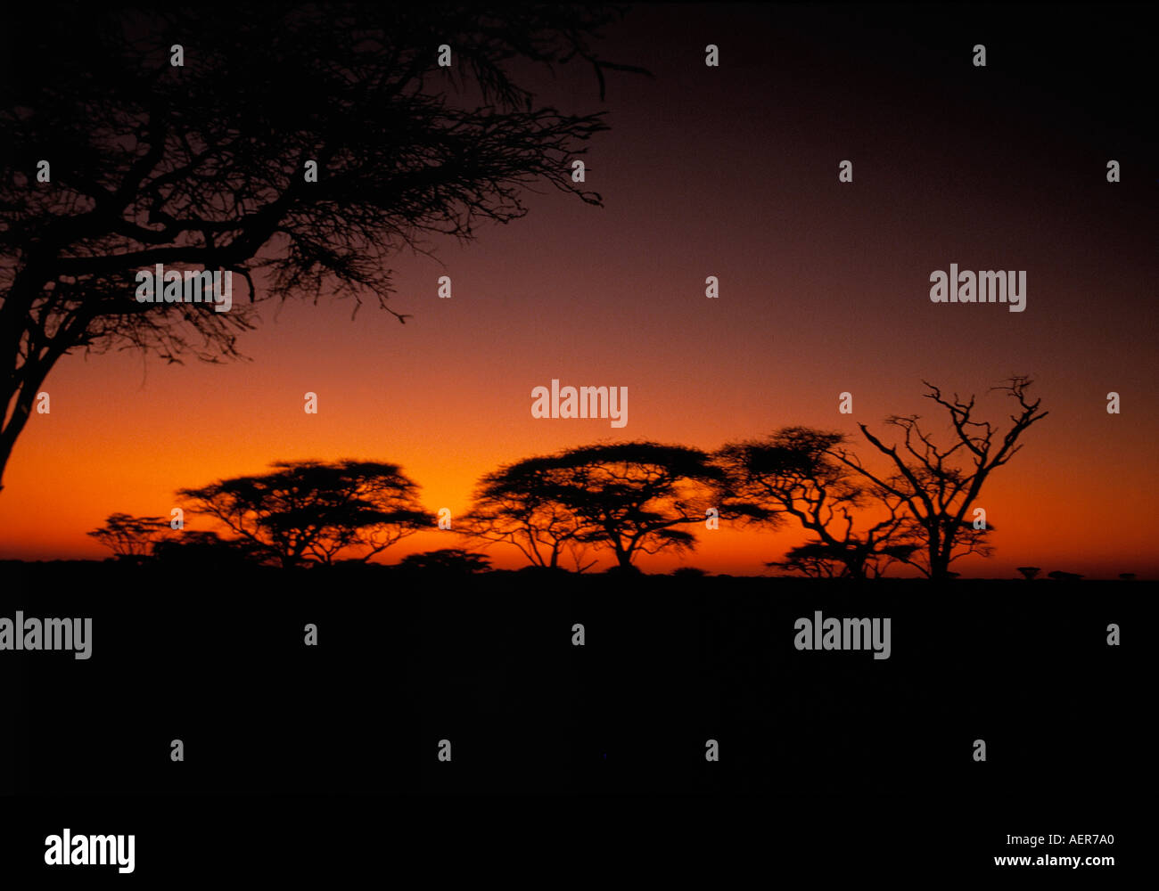 Savanne Bäume am Abend Serengeti Nationalpark, Tansania Stockfoto
