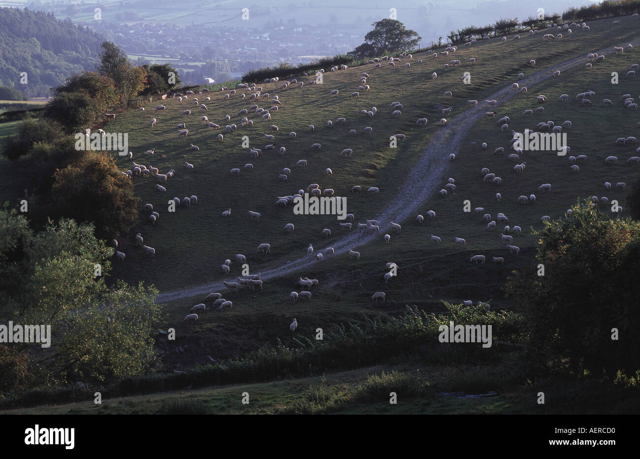 Strecke am Hang mit Schafbeweidung in Shropshire an der walisischen Grenze schlängelt. Stockfoto