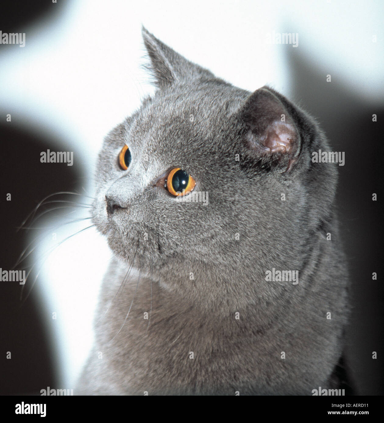 Blaue Britisch Kurzhaar Katze Stockfoto