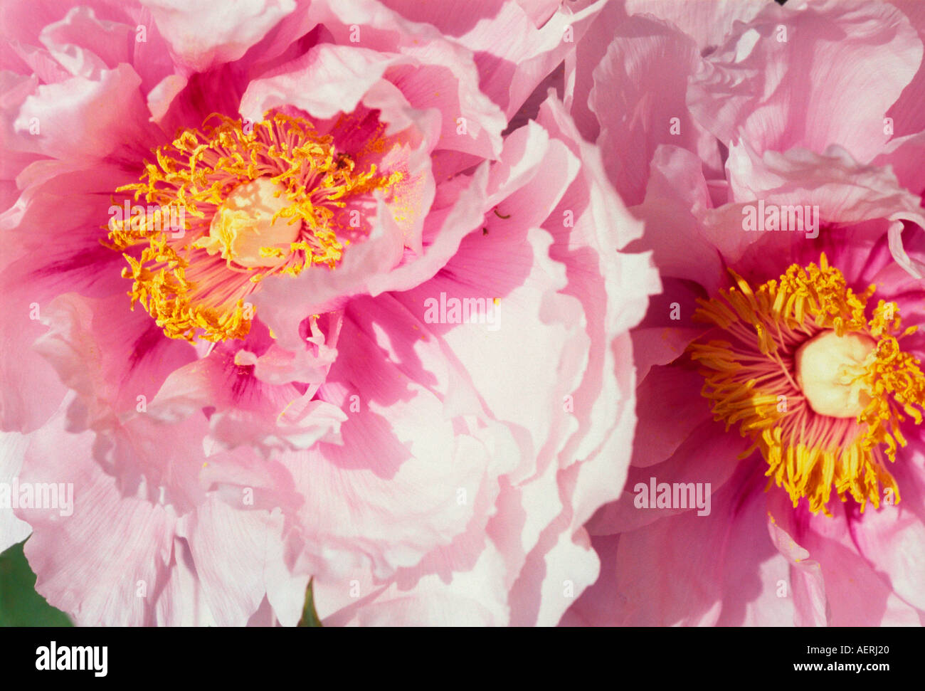 Eine Nahaufnahme von zwei rosa Pfingstrose Blumen Stockfoto