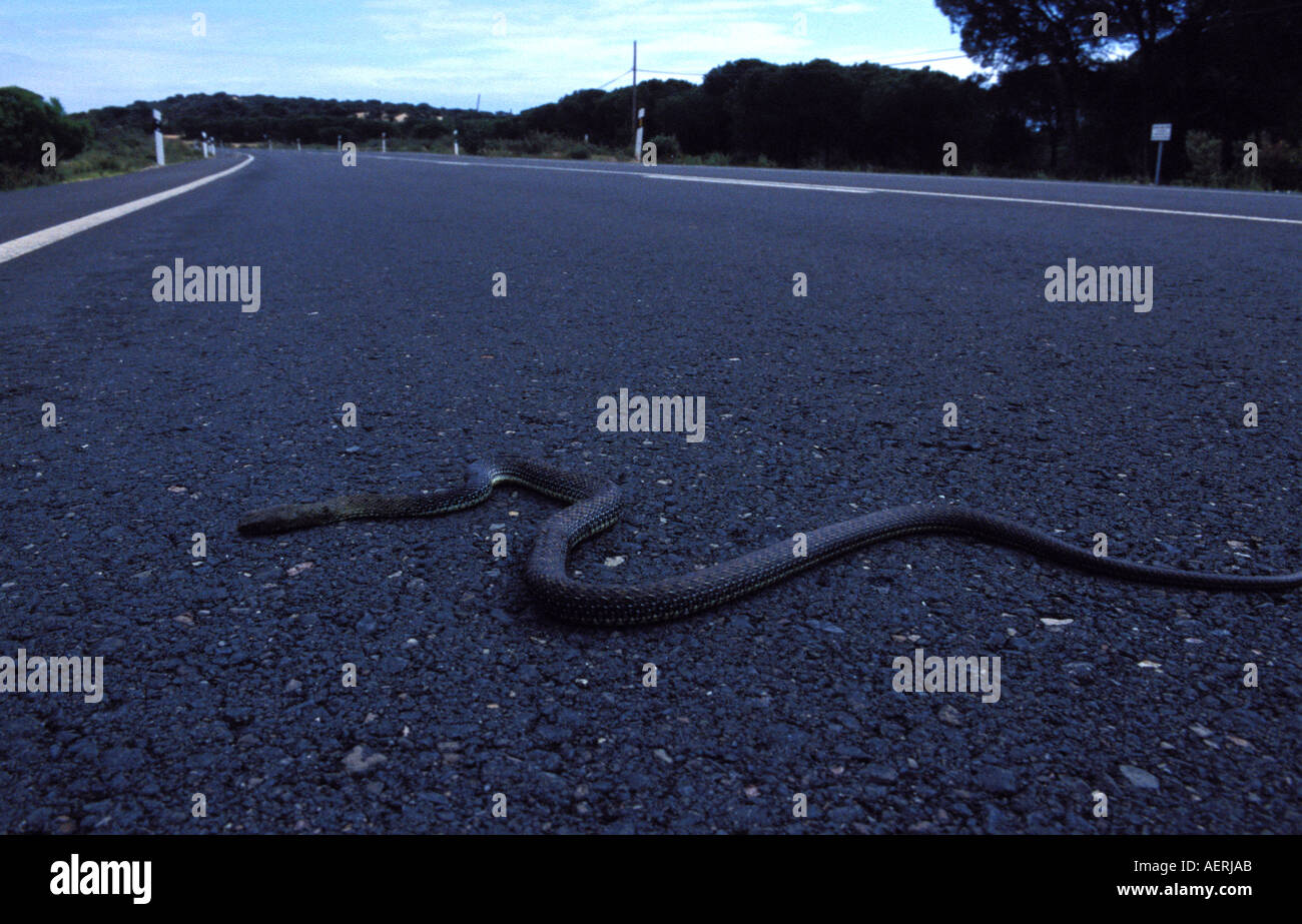 eine Schlange getötet auf einer Straße im Naturreservat Coto Donana Stockfoto