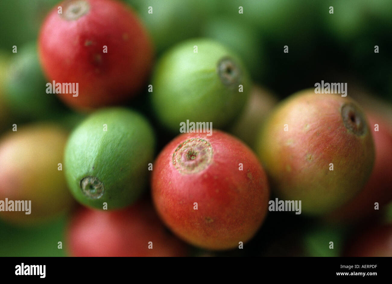 Frucht der kaffeepflanze -Fotos und -Bildmaterial in hoher Auflsung  Alamy