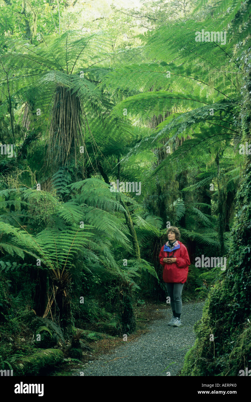 Frau, Wandern im Wald, Südinsel, Neuseeland Stockfoto