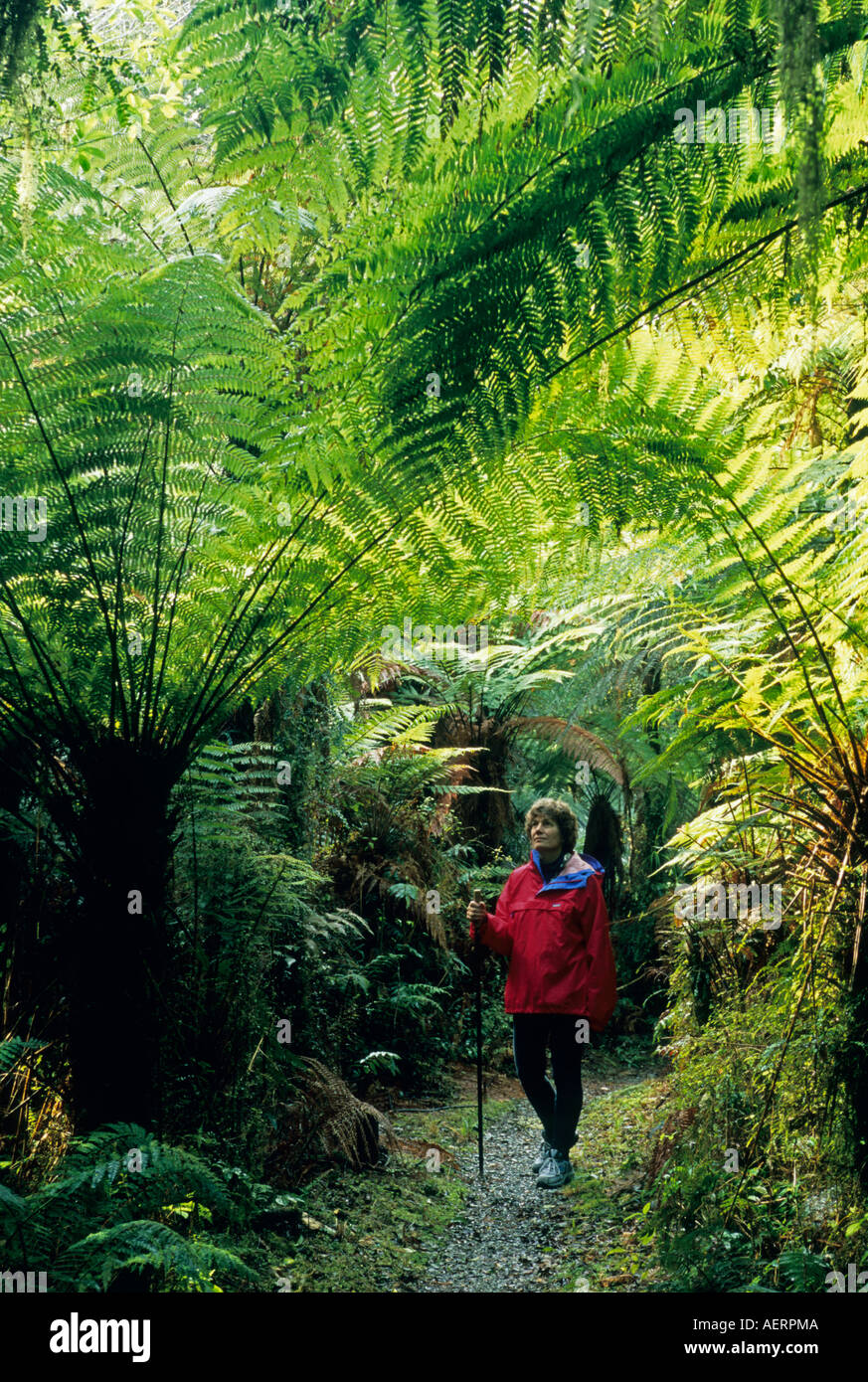 Frau, Wandern im Wald, Südinsel, Neuseeland Stockfoto
