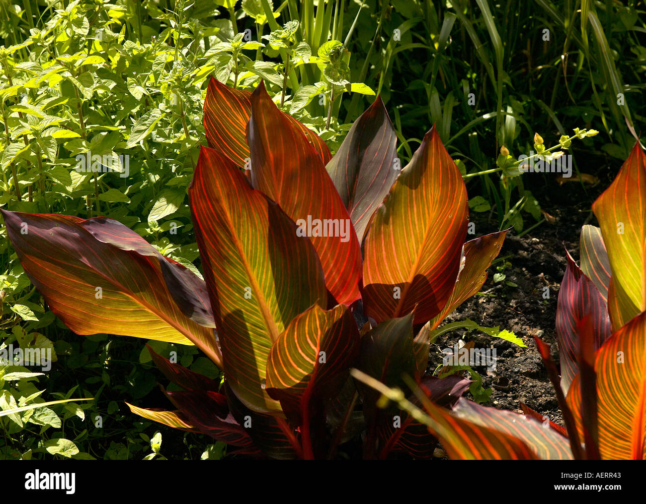 Canna leaves Fotos und Bildmaterial in hoher Auflösung Alamy