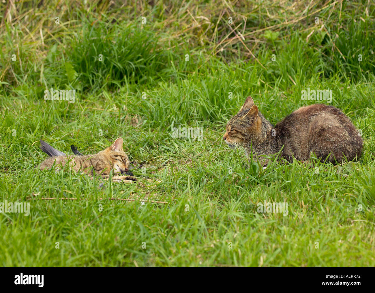 Schottische Wildkatze (Felis sylvestris) gerade ihre Kätzchen schlafen (Teil einer Zucht in Gefangenschaft Programm) Stockfoto