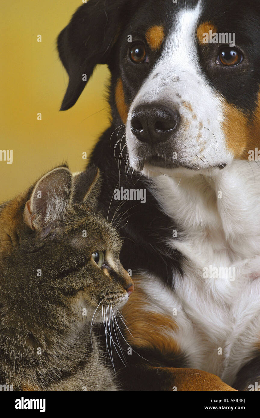 Tierfreunde: Appenzeller Sennenhund und Hauskatze Stockfoto