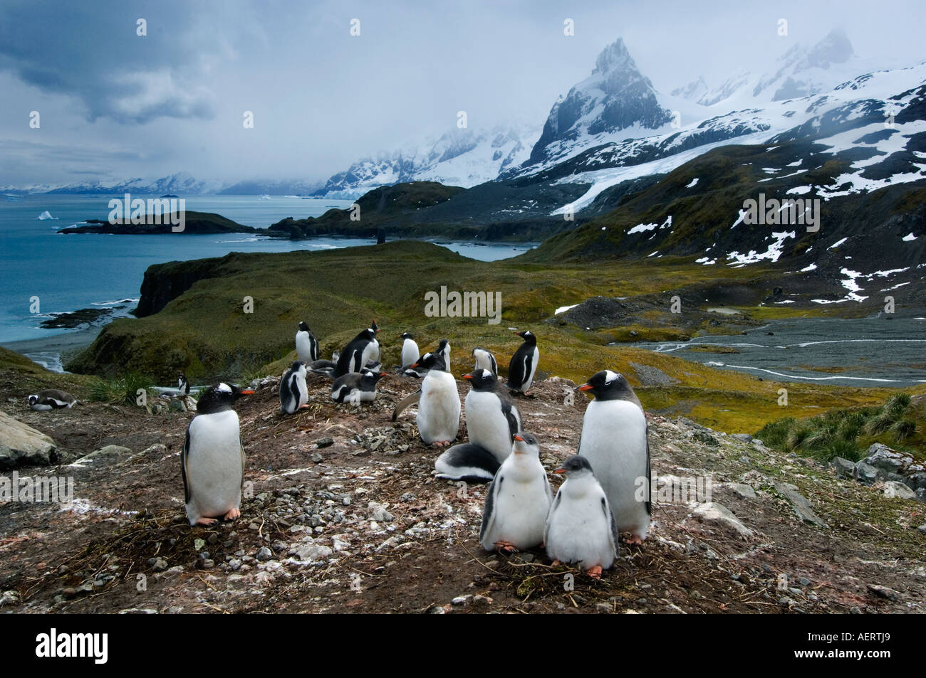 Antarktis, Südgeorgien Insel, Gentoo Penguins Kolonie, Diaz Bucht-Bereich Stockfoto